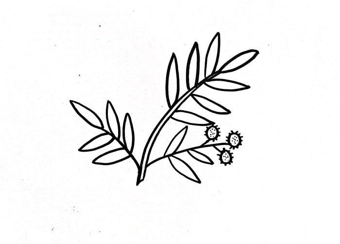 含羞草简笔画图片教程