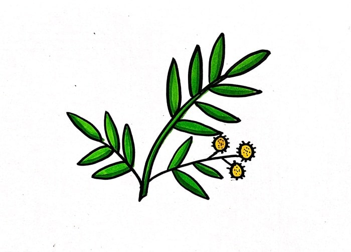 含羞草简笔画图片教程