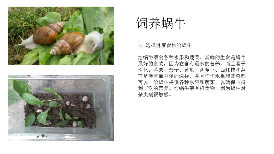 幼儿园大班科学教案：饲养蜗牛