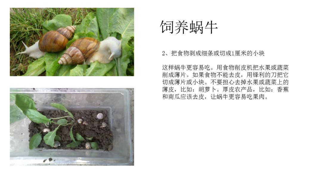 幼儿园大班科学教案：饲养蜗牛