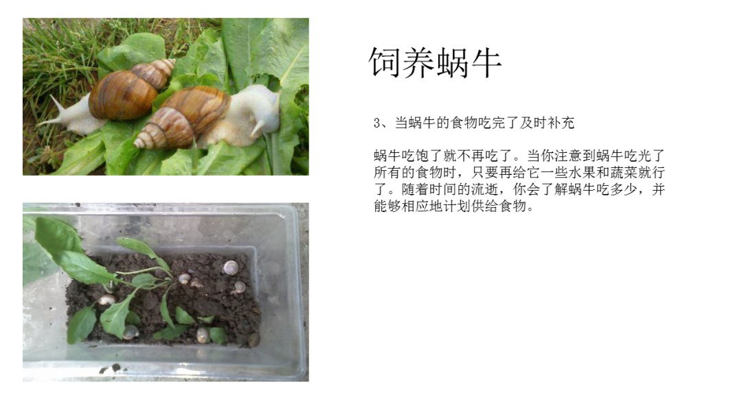 幼儿园大班科学教案：饲养蜗牛