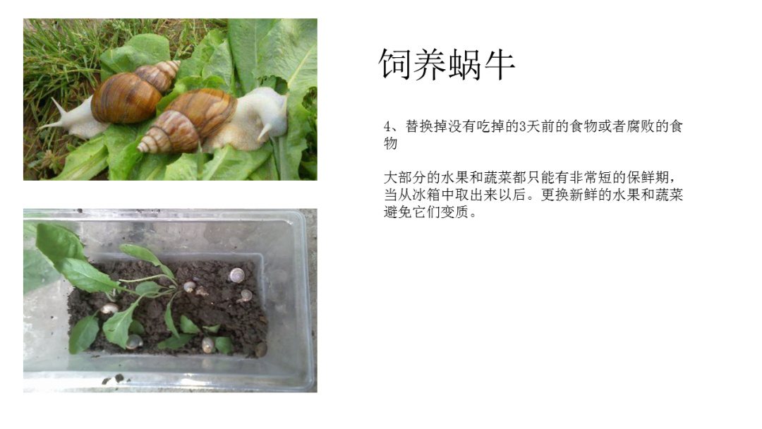 幼儿园大班科学教案：饲养蜗牛