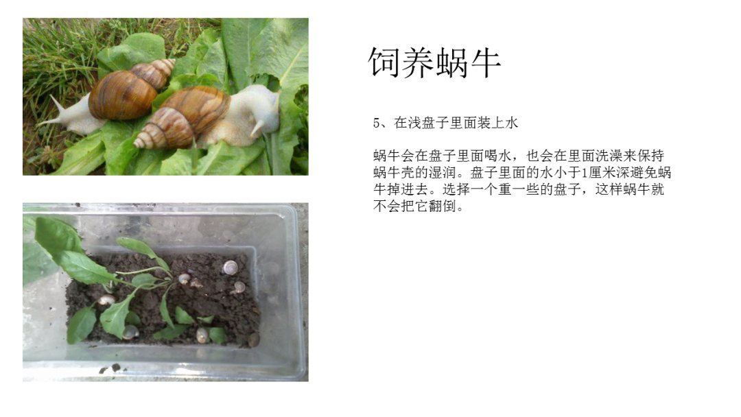 幼儿园大班科学教案：饲养蜗牛