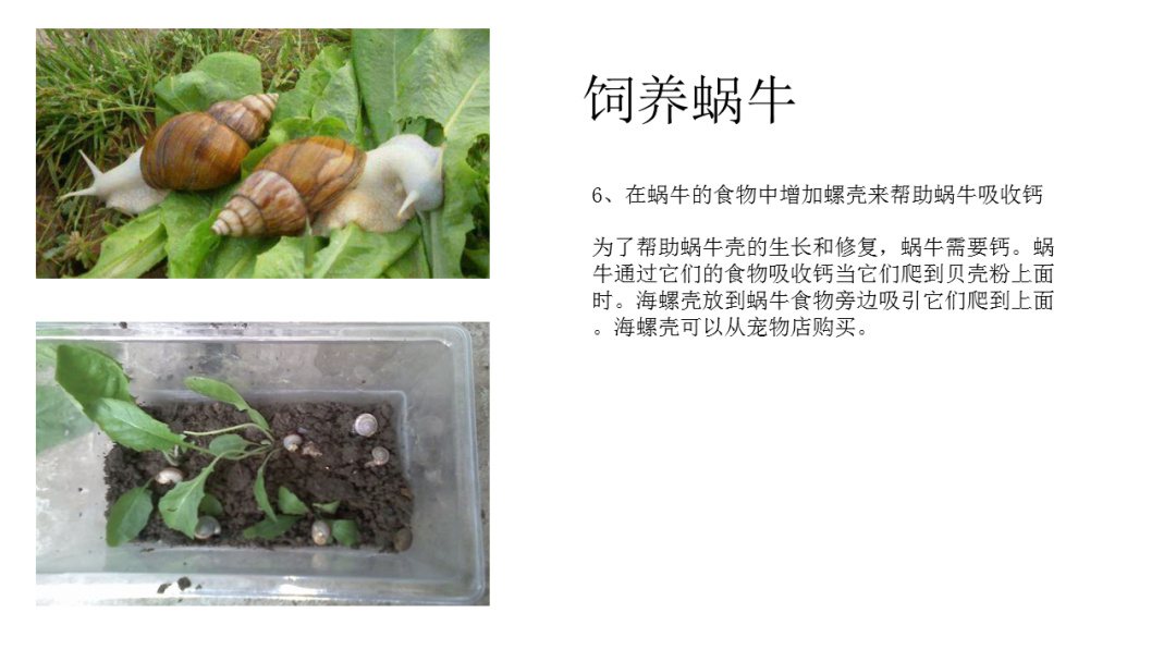 幼儿园大班科学教案：饲养蜗牛