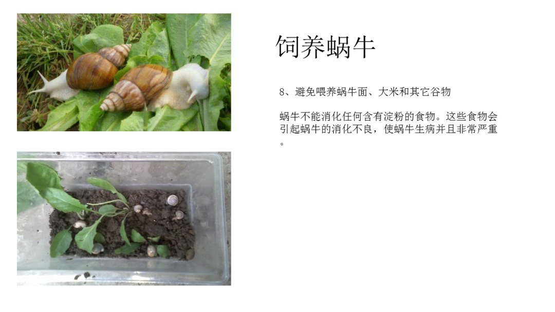 幼儿园大班科学教案：饲养蜗牛