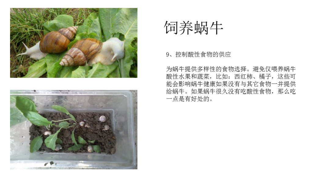 幼儿园大班科学教案：饲养蜗牛