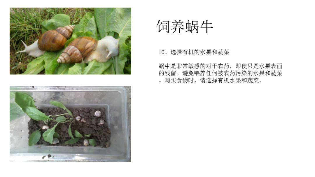 幼儿园大班科学教案：饲养蜗牛