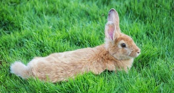 兔子不吃窝边草下一句话是什么