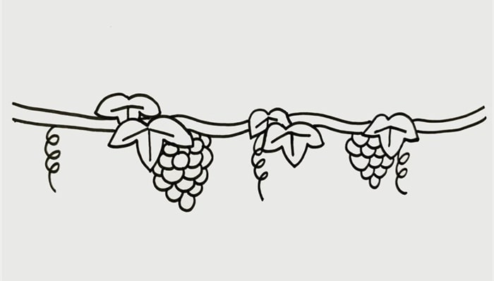 葡萄树简笔画图片教程