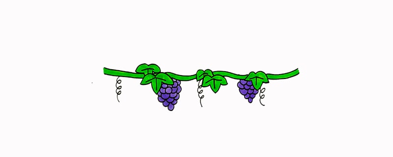 葡萄树简笔画图片教程