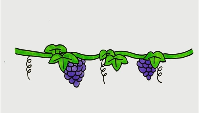 葡萄树简笔画图片教程
