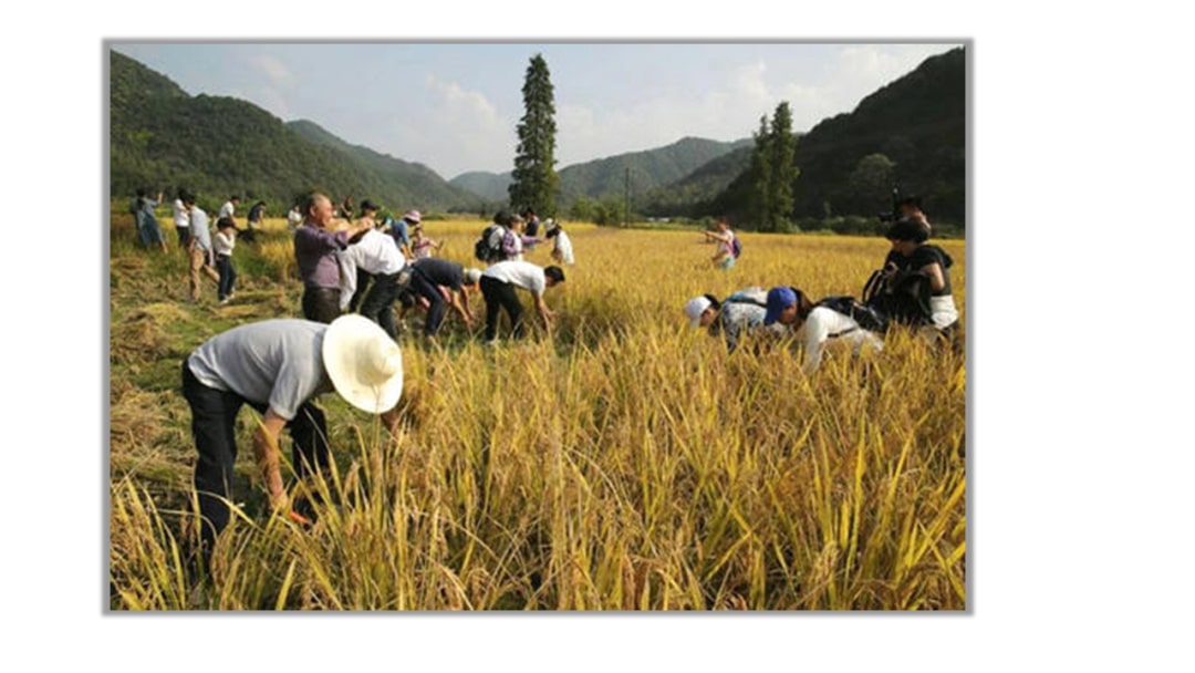 幼儿园大班音乐教案：感恩的心