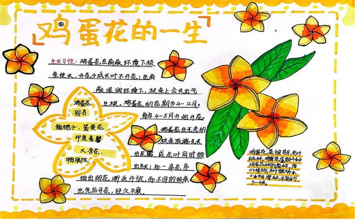 生物自然笔记手抄报图片（精选6张）