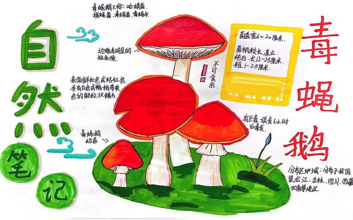 生物自然笔记手抄报图片（精选6张）
