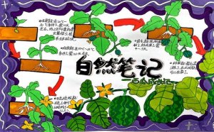生物自然笔记手抄报图片（精选6张）