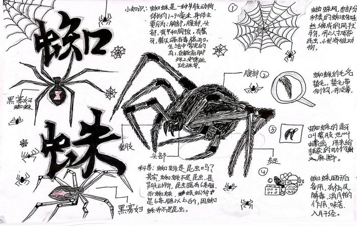 生物自然笔记手抄报图片（精选6张）