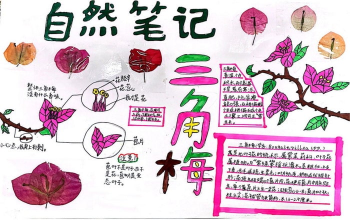 生物自然笔记手抄报图片（精选6张）