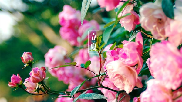 关于立夏的古诗词经典十二首