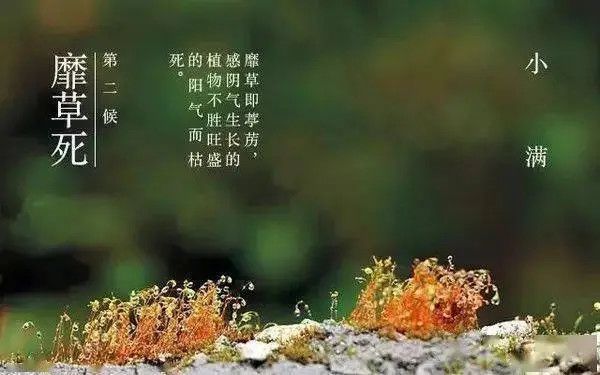 二十四节气中的小满，这些孩子必知的文化