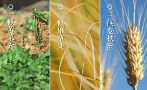 二十四节气中的小满，这些孩子必知的文化