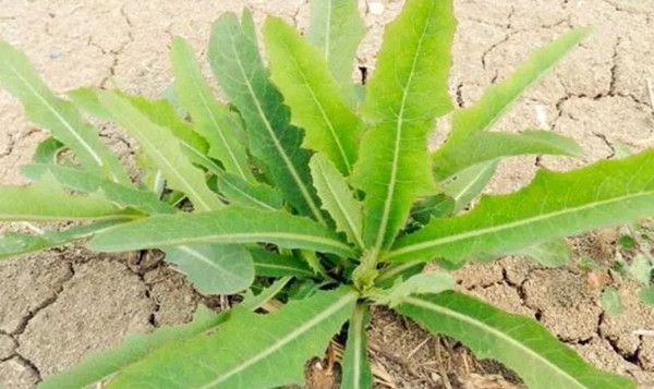 二十四节气中的小满，这些孩子必知的文化