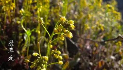 二十四节气中的小满，这些孩子必知的文化