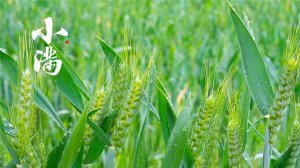 小满的寓意和象征