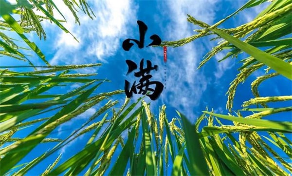 元淮《小满》古诗原文带拼音版