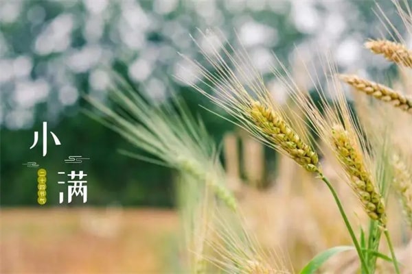 元淮《小满》古诗原文带拼音版