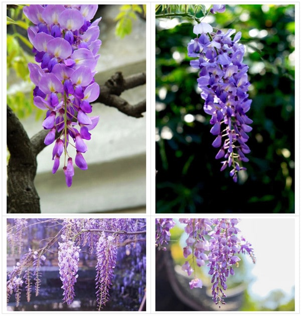 紫藤花少儿写意国画绘画教程