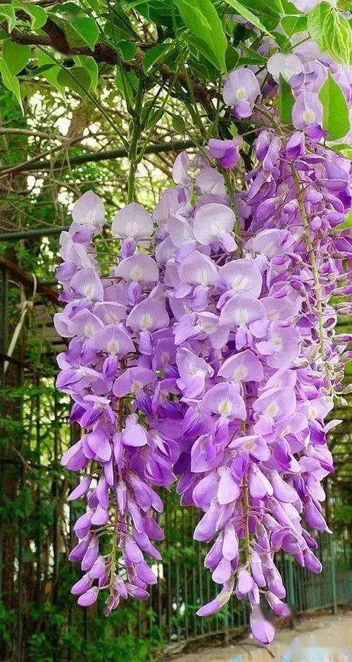 紫藤花少儿写意国画绘画教程