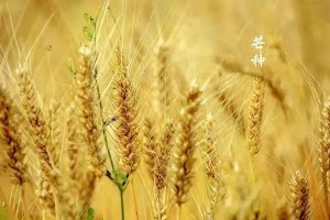 幼儿园开展“忙碌的芒种”创意主题活动