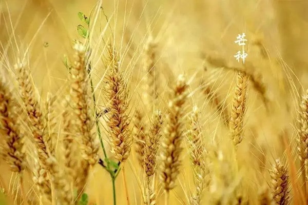 幼儿园开展“忙碌的芒种”创意主题活动