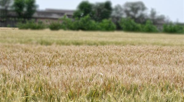 芒种节气的含义