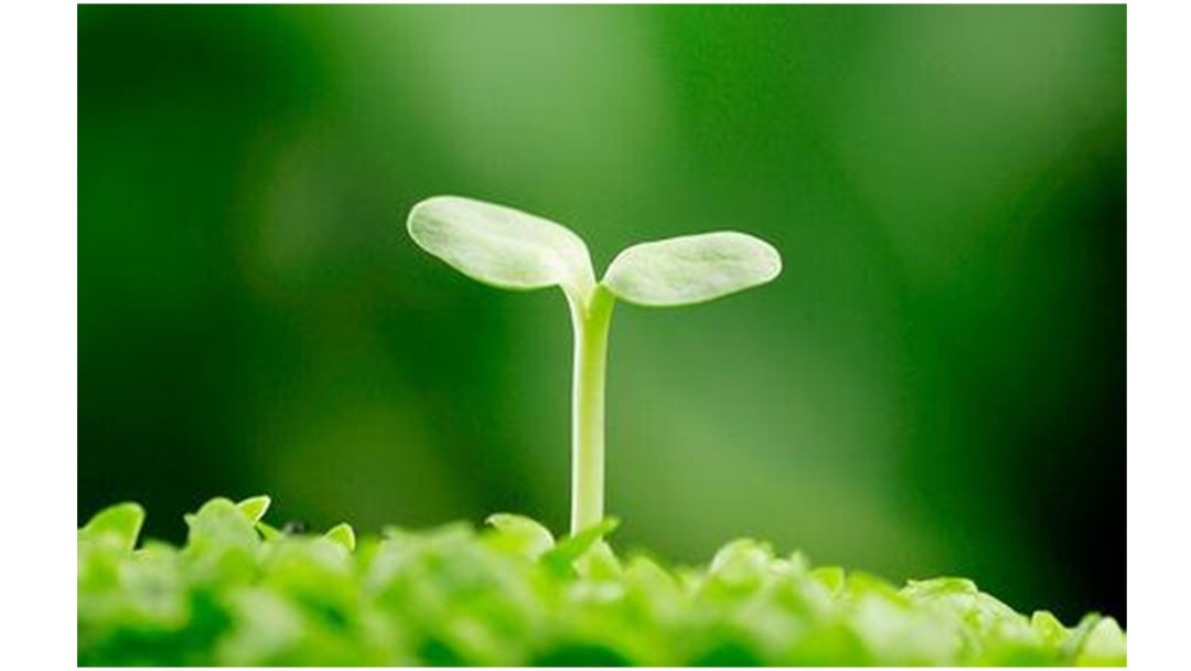 幼儿园大班语言教案：嫩芽儿