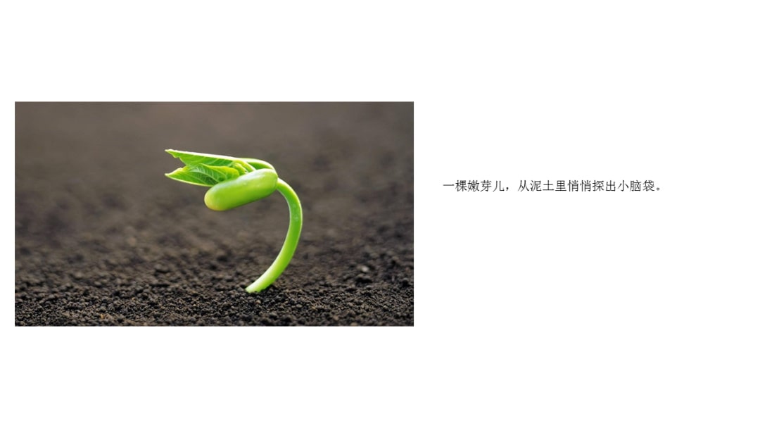 幼儿园大班语言教案：嫩芽儿