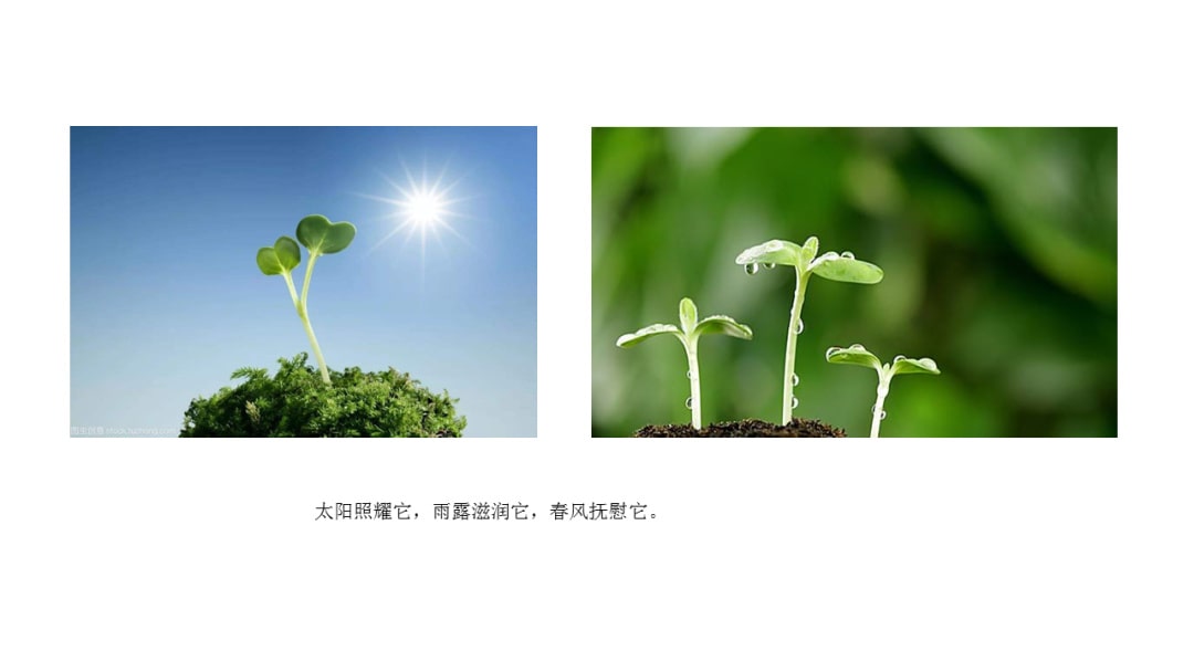 幼儿园大班语言教案：嫩芽儿