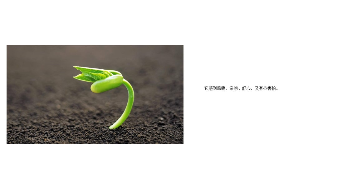 幼儿园大班语言教案：嫩芽儿