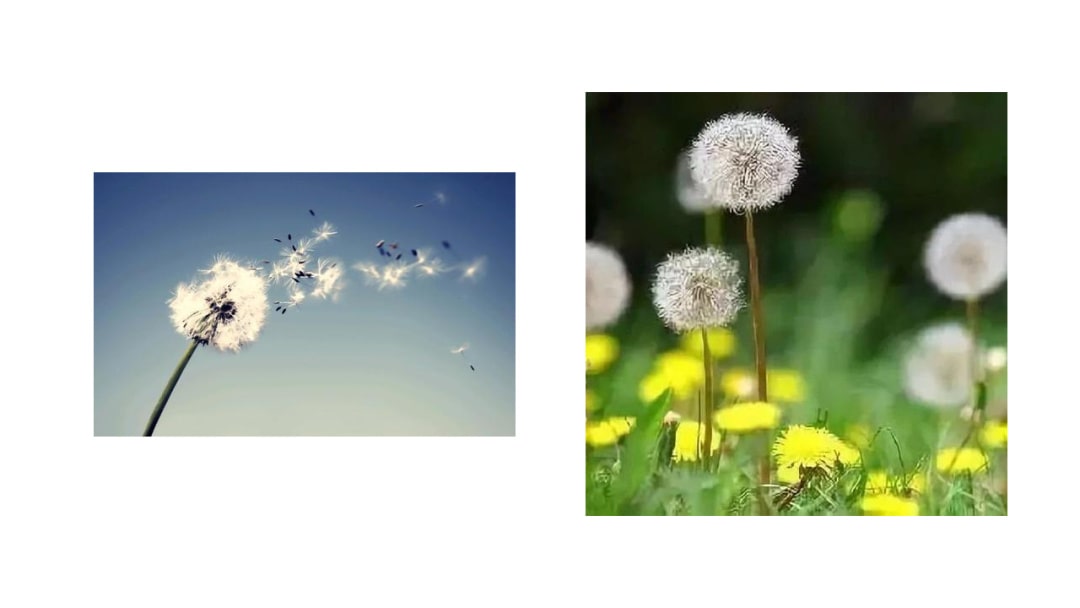 幼儿园中班音乐教案：可爱的小蜜蜂