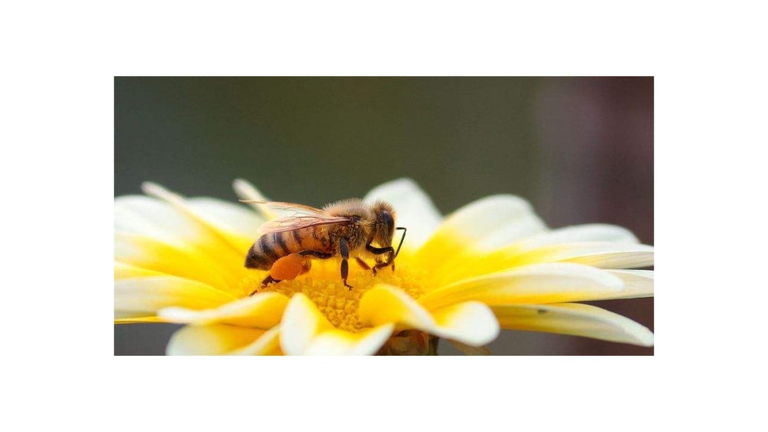 幼儿园中班音乐教案：可爱的小蜜蜂