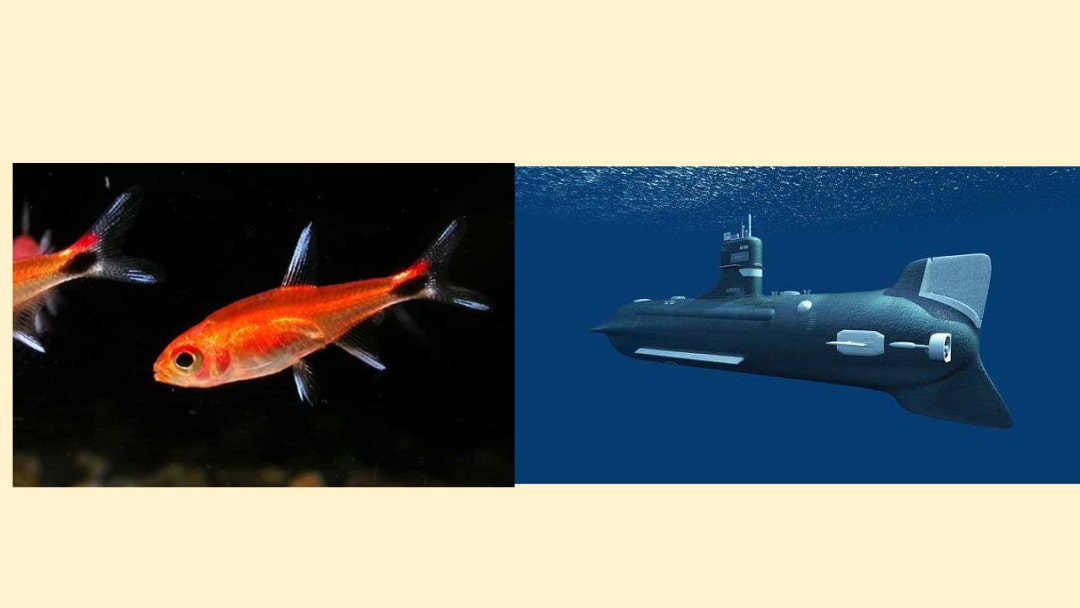 幼儿园幼小衔接科学教案：发明家