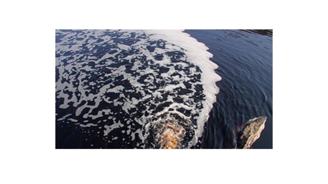 幼儿园中班科学教案：水的净化