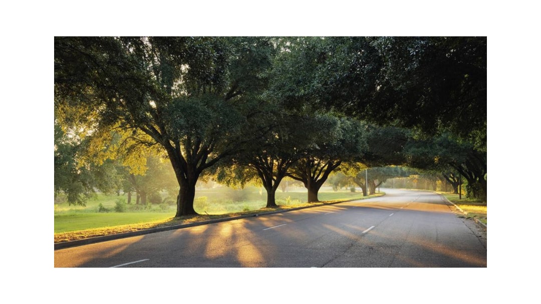 幼儿园中班语言教案：树荫