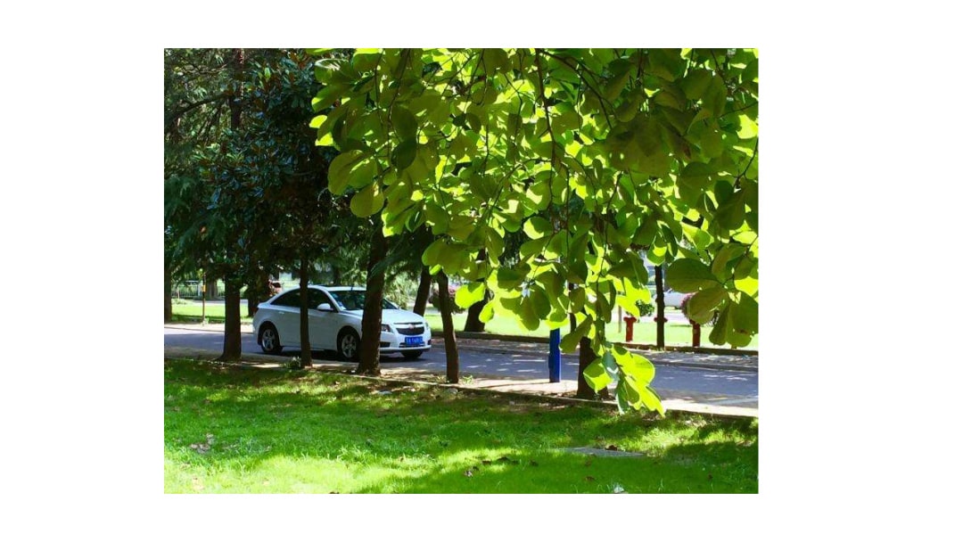 幼儿园中班语言教案：树荫