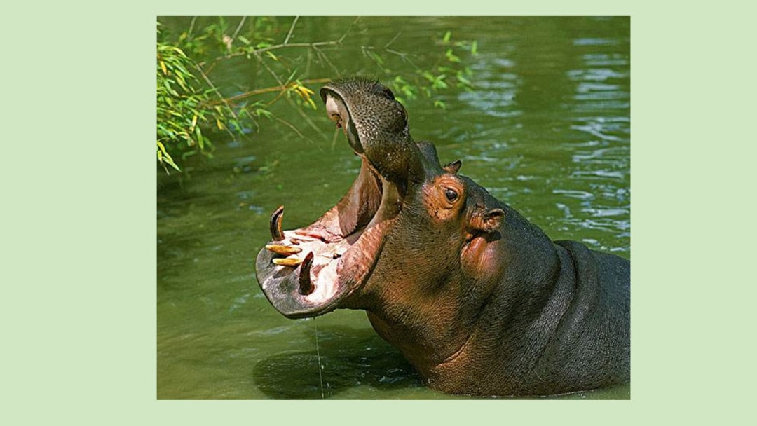 幼儿园幼小衔接数学教案：比字卡