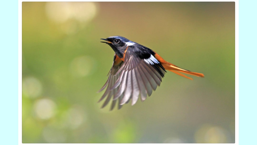 幼儿园幼小衔接音乐教案：为什么