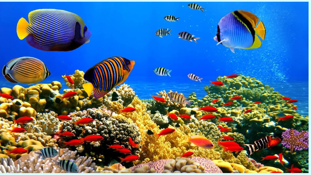 幼儿园幼小衔接音乐教案：为什么