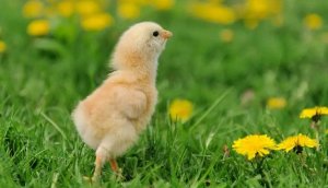 我的动物朋友作文400字四年级下册（精选6篇）