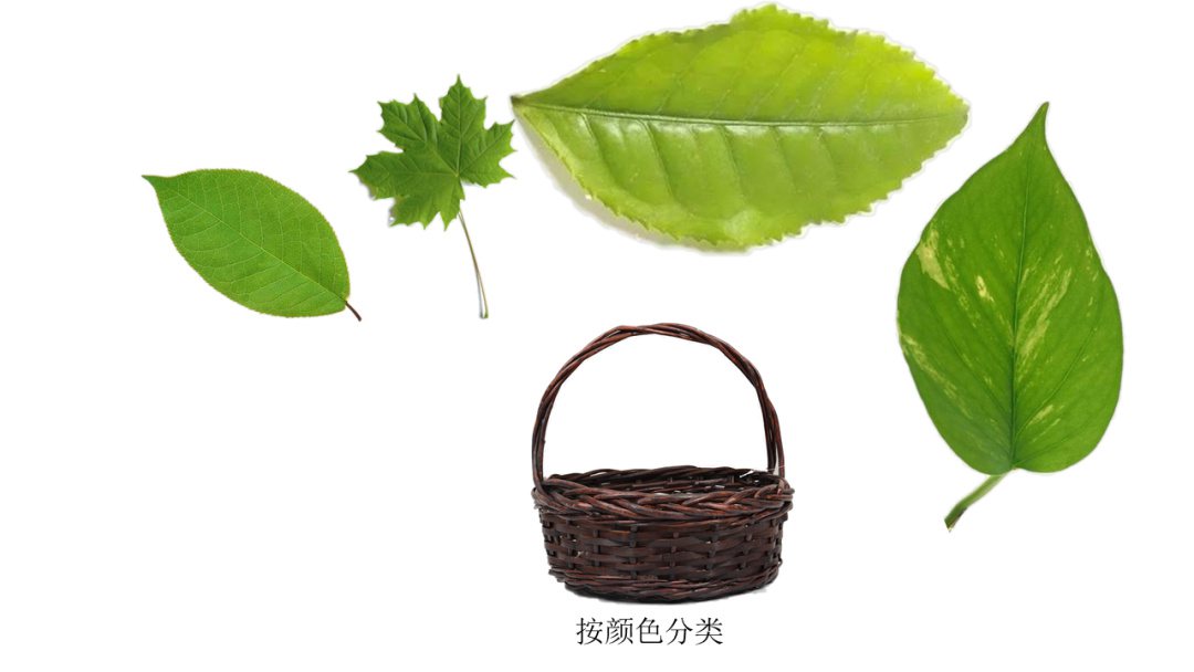 幼儿园中班科学教案：分类