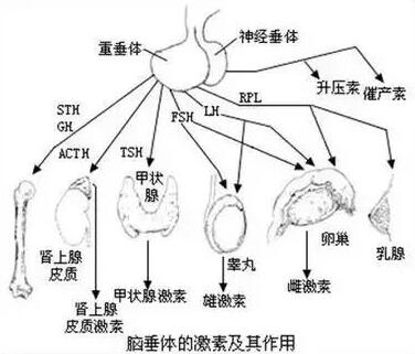 内分泌失调会引起不孕吗？
